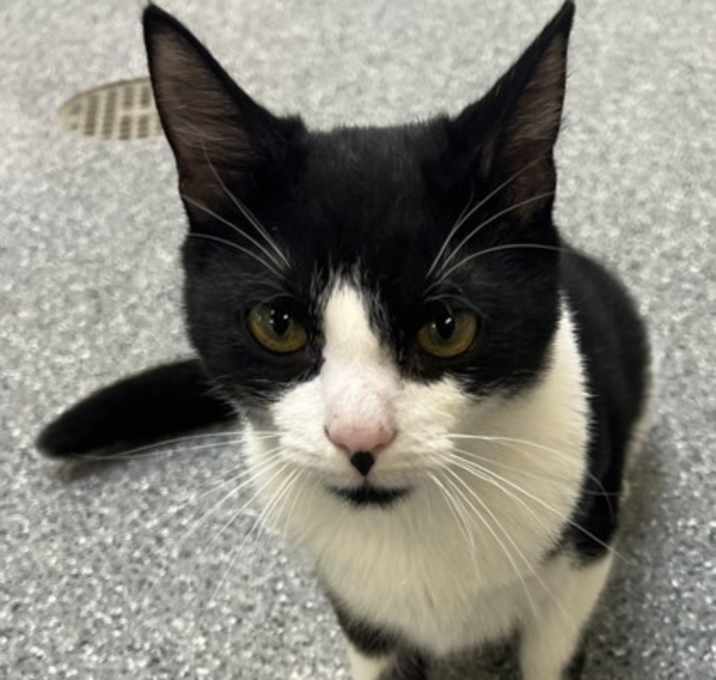 Photo of 656407 Chili