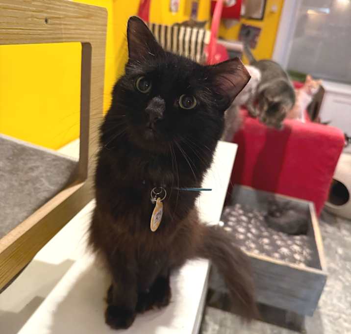 Photo of Pepsi (Bonded with Maggie)