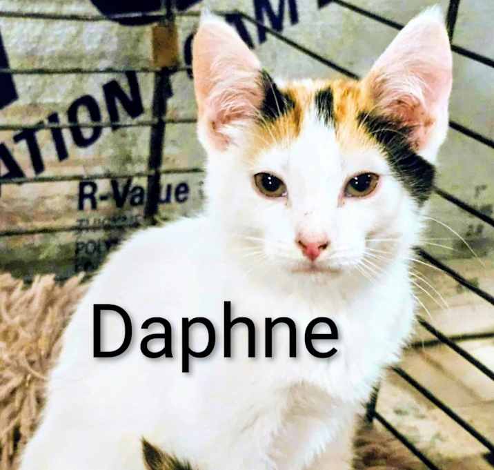 Photo of Daphne