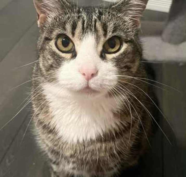 Photo of Egyptian Rose Onion