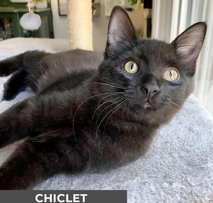 Photo of Chiclet