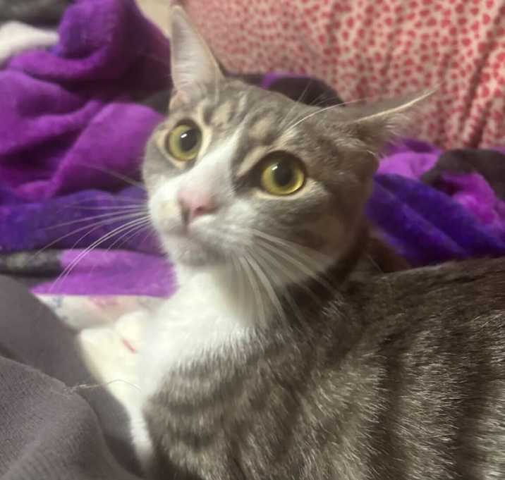 Photo of Jinx (bonded w/ Echo)