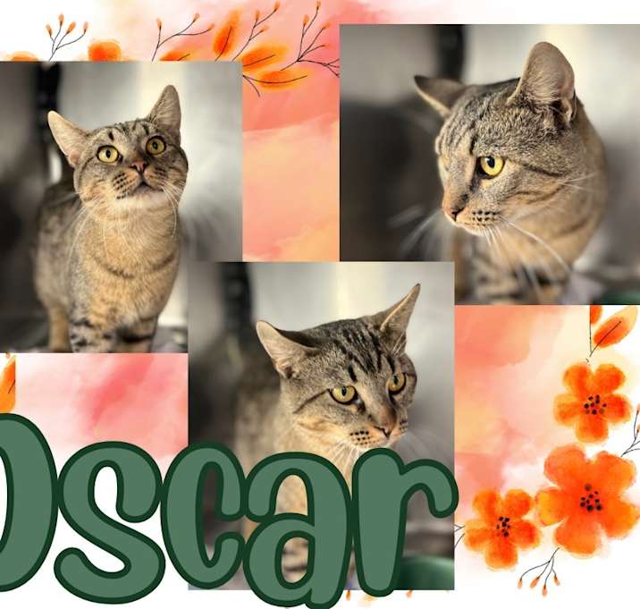 Photo of Oscar