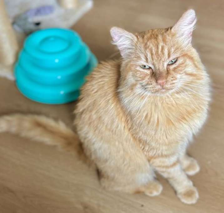 Photo of Copper - Orange Tabby