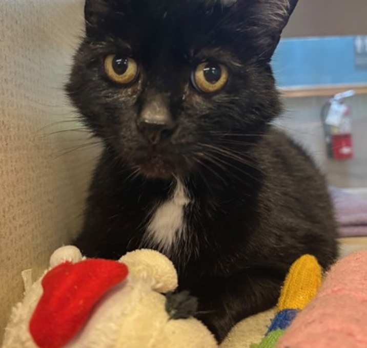 Photo of Wilson - AVAILABLE