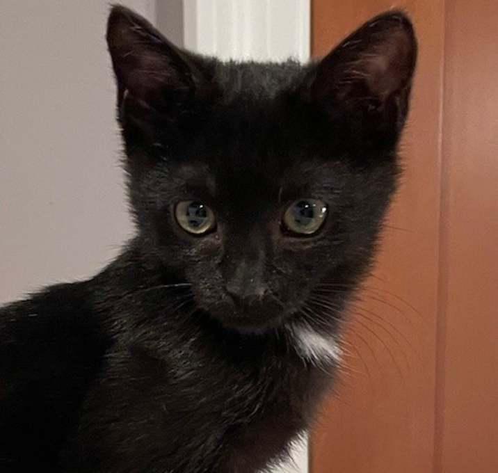 Photo of Patience (LE)