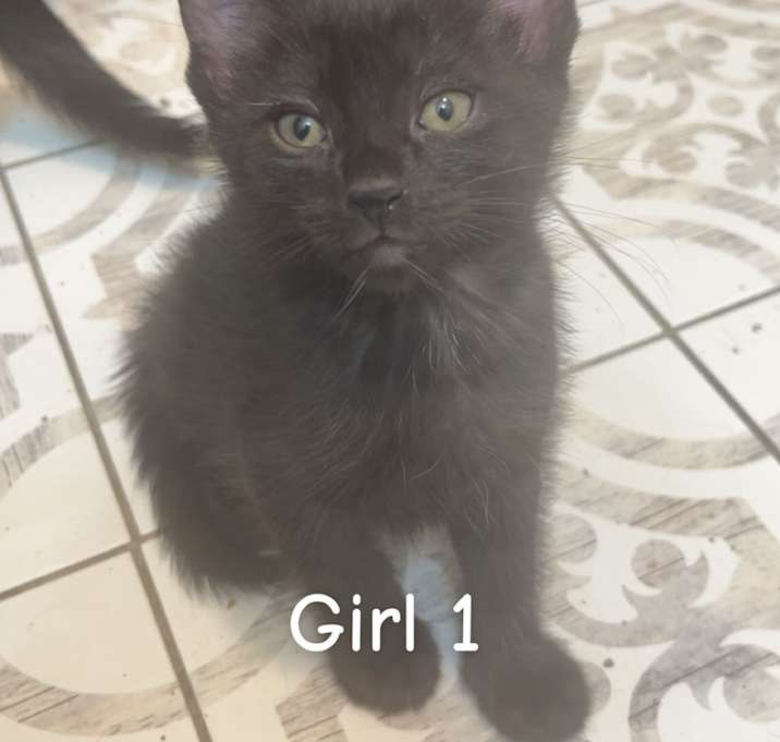 Photo of Bombay Kittens