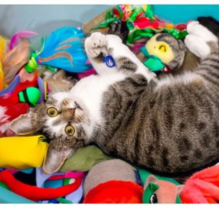 Photo of Choir (FCID# 10/06/2025 - 11 Brookhaven PS)