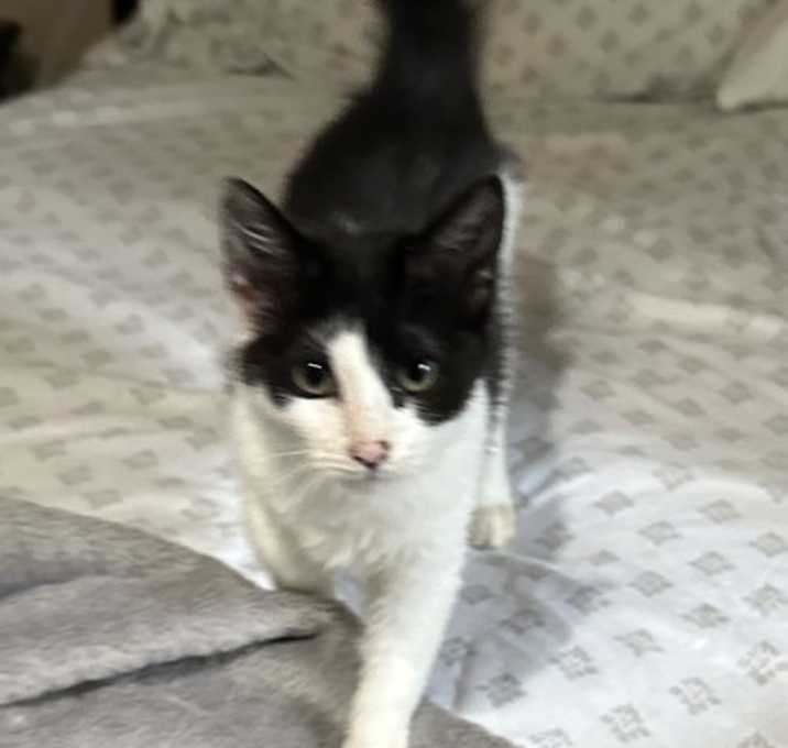 Photo of Olive KITTEN