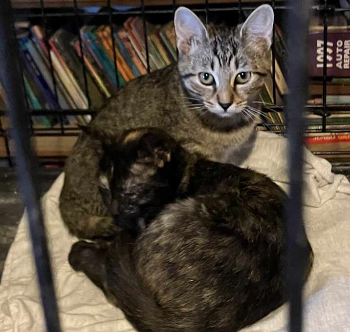 Photo of Courtesy Kitties