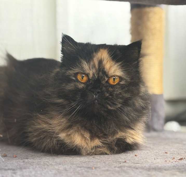 Photo of Franky - Courtesy Posting