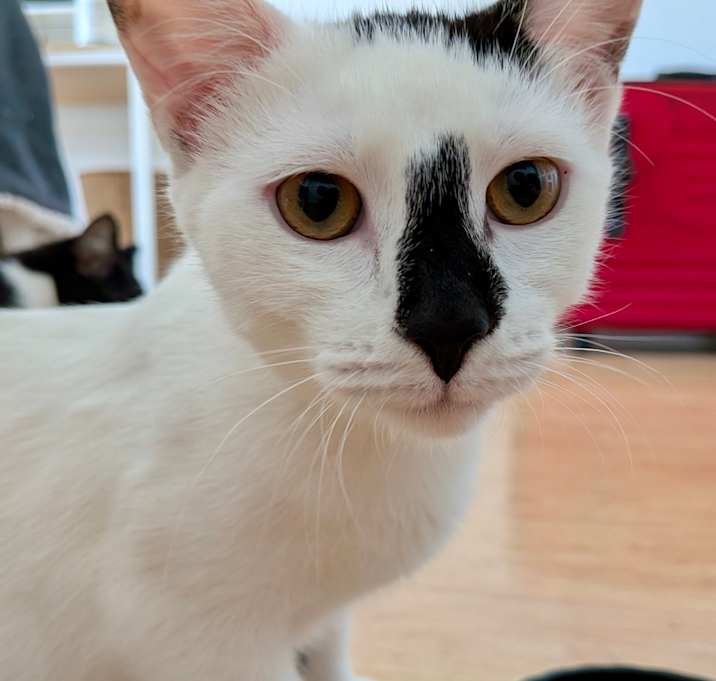 Photo of Daisy (Kitten)