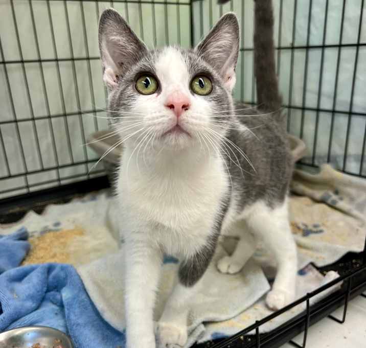 Photo of Cinnamon (and Honey)