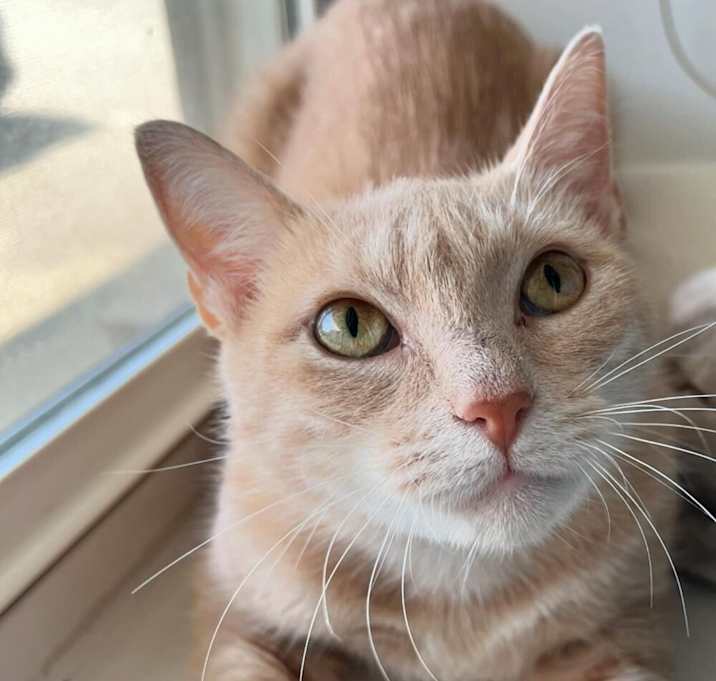 Photo of ALICE 2024----SHY MUST BE ADOPTED WITH COMPANION