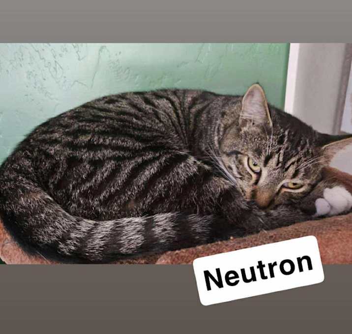 Photo of Neutron