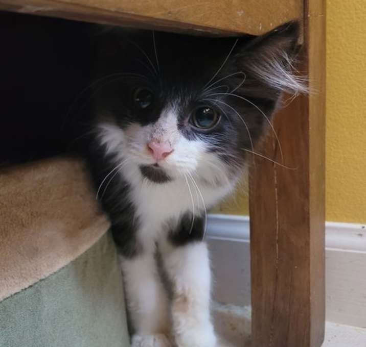 Photo of C296 Litter Hercules (bonded to Helia)