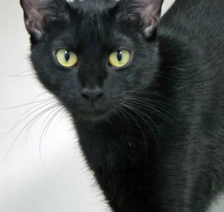 Photo of Oona (at Smitten Kitten)