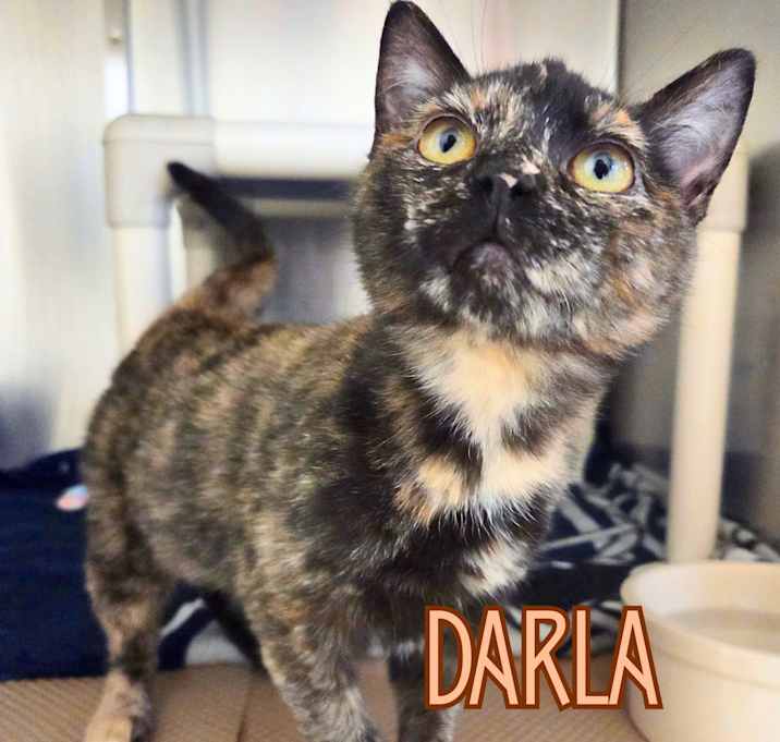 Photo of Darla