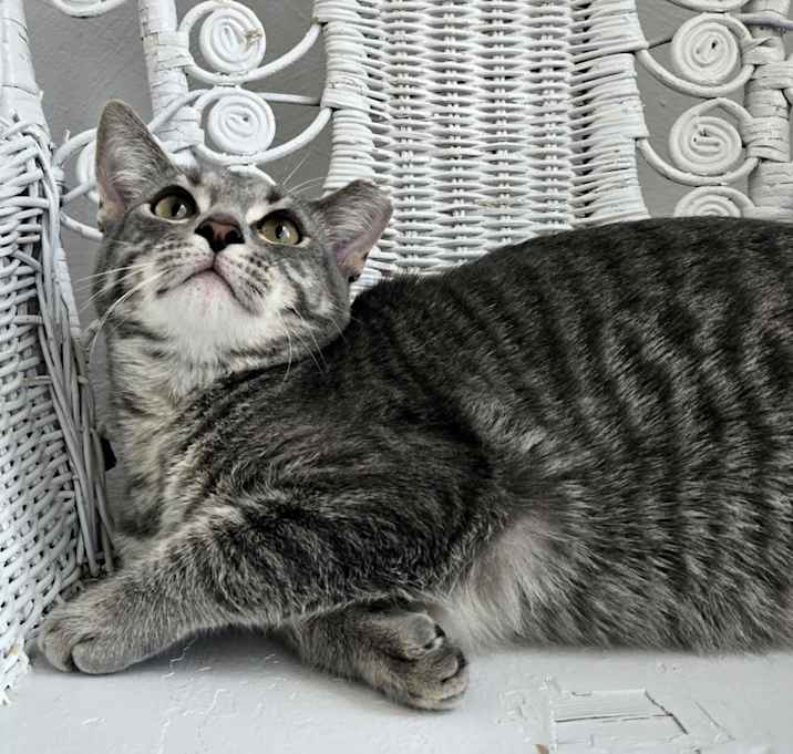 Photo of Simone Fit 55308