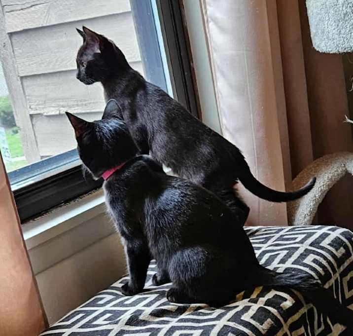 Photo of Violet (paired with Baby) - "Guest"