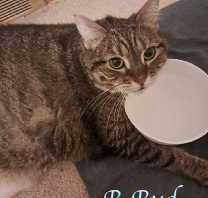 Photo of B-Bub