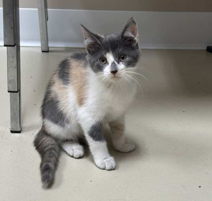 Photo of Fauna (The Addams Family)