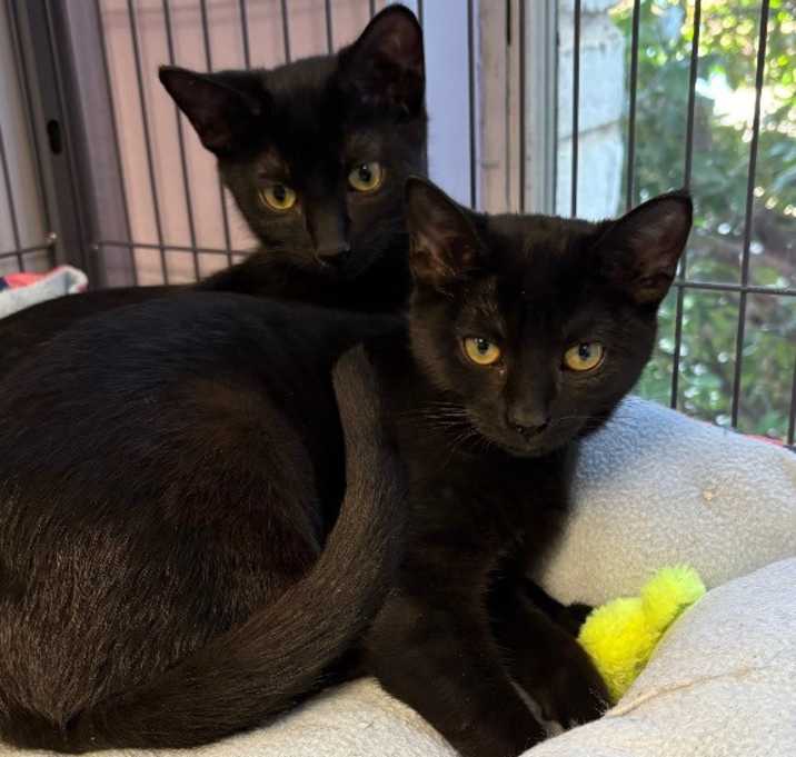 Photo of Jack (Bonded with Jill)