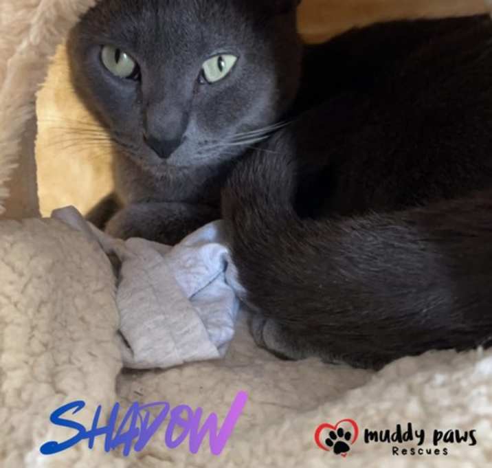 Photo of Shadow (Courtesy Post)