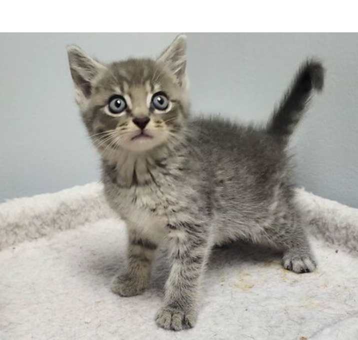 Pip