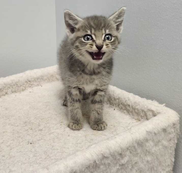 Pip
