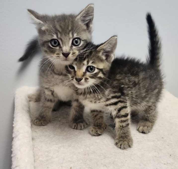 Pip