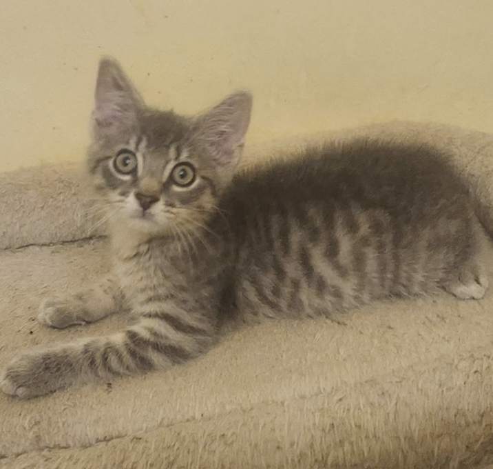 Pip
