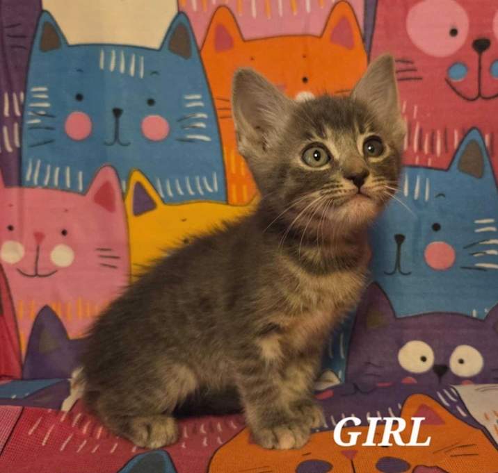 Photo of Princess Celestia