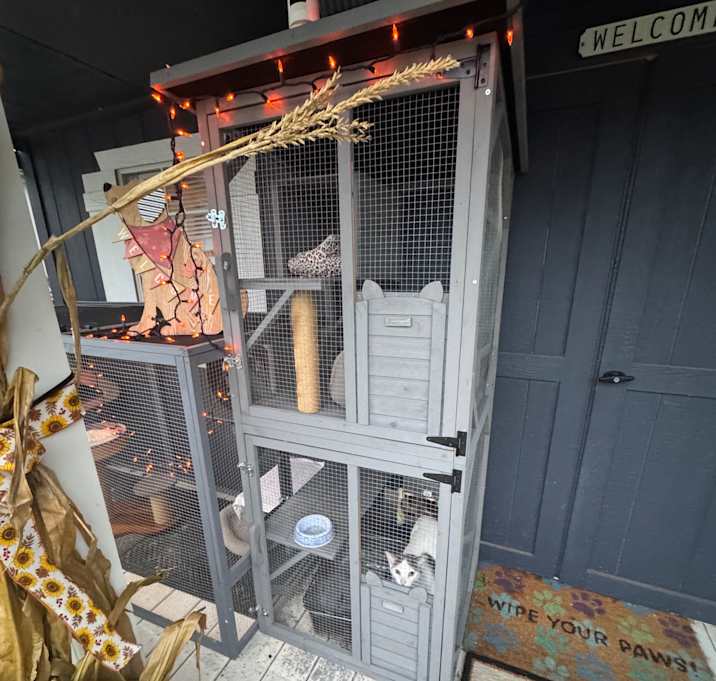 Photo of Marshmallow & Fluff ALL PET CATTIOS INCLUDED