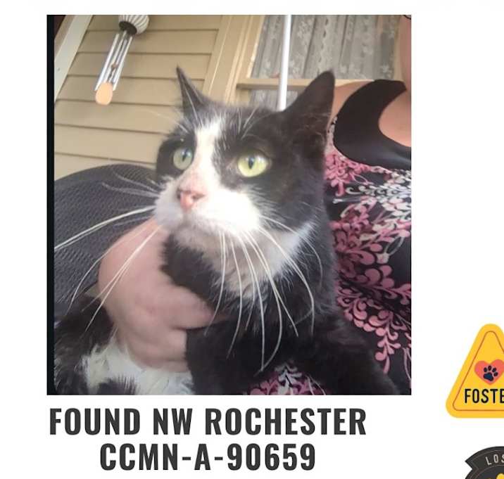 Photo of FOUND NW ROCHESTER