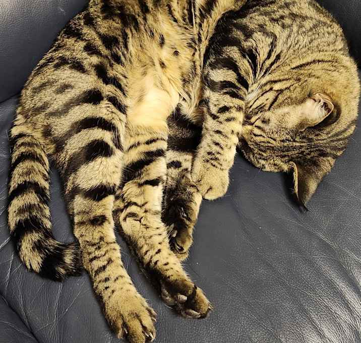 Photo of Nismo and Nyla (2)