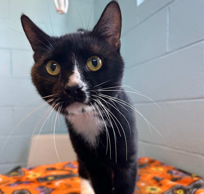 Photo of Ad Free Streaming