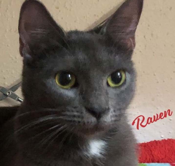 Photo of Raven #bonded-to-Willow