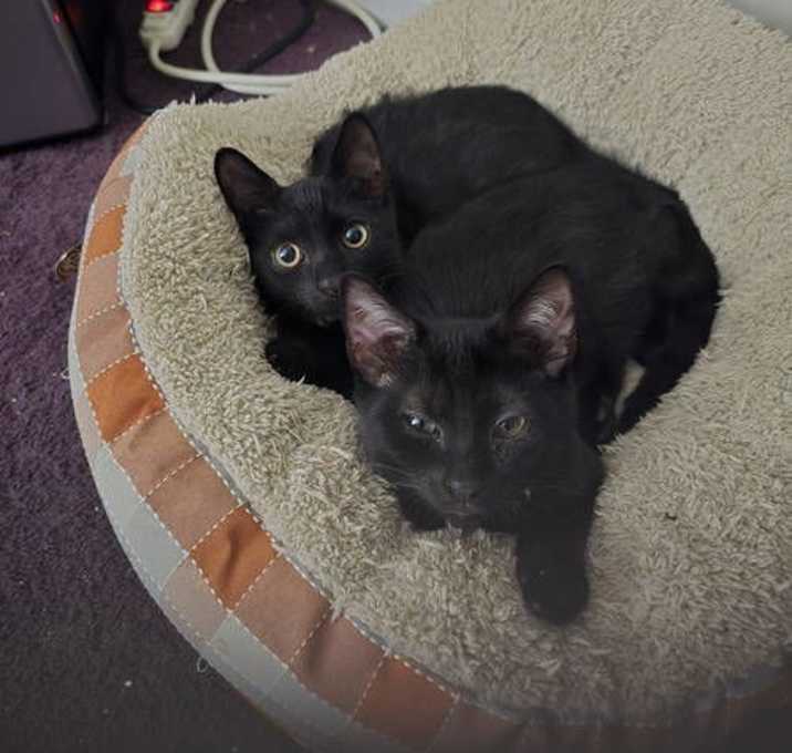 Photo of Jaxon w/Buddy, Willow Grove Area (08/19/2025-109)