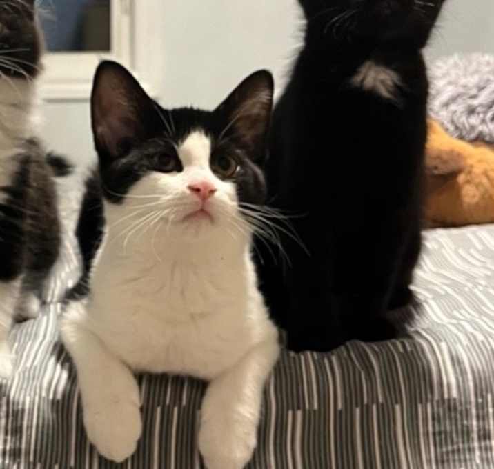 Photo of Mac (w/ Tosh Sophie's kittens)