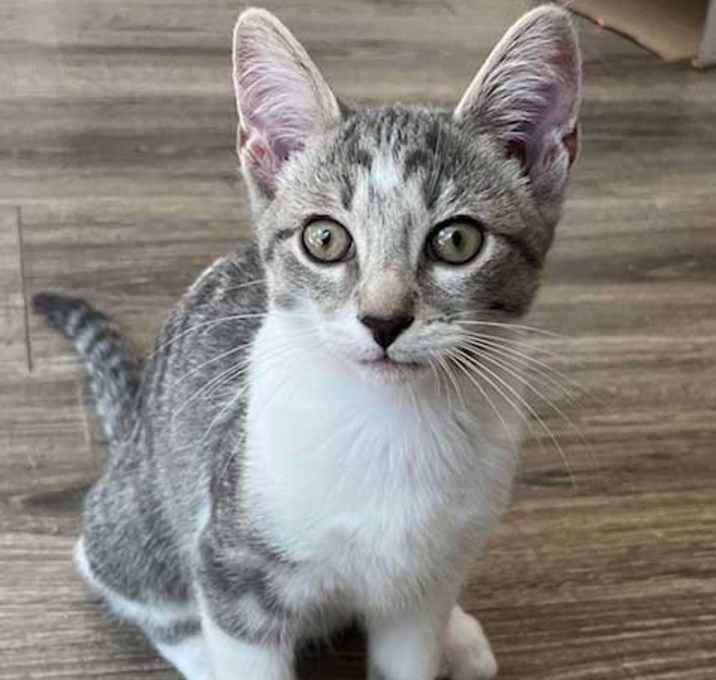 Photo of KITTEN SPARKY