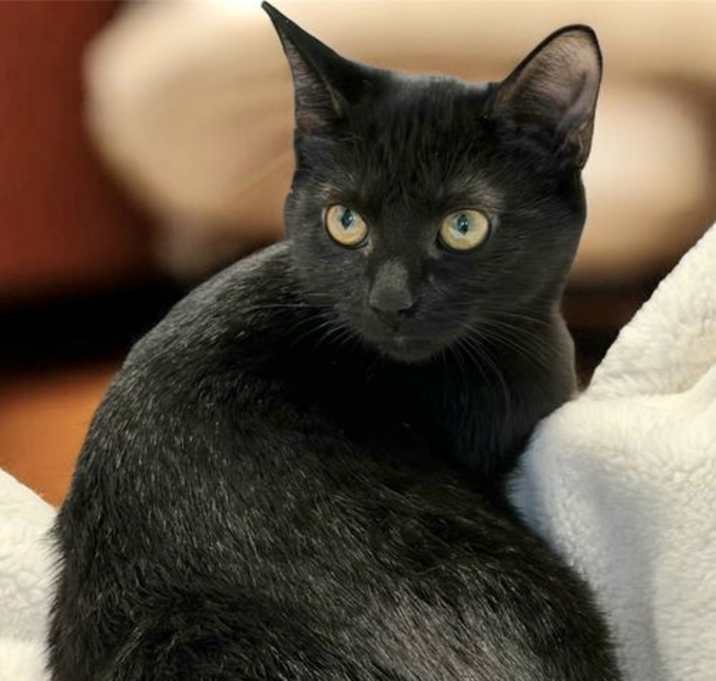 Photo of KITTEN COAL
