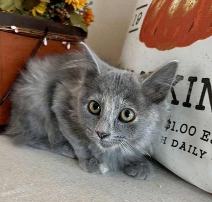 Photo of KITTEN WHISPER