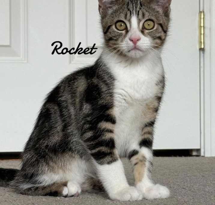 Photo of Rocket