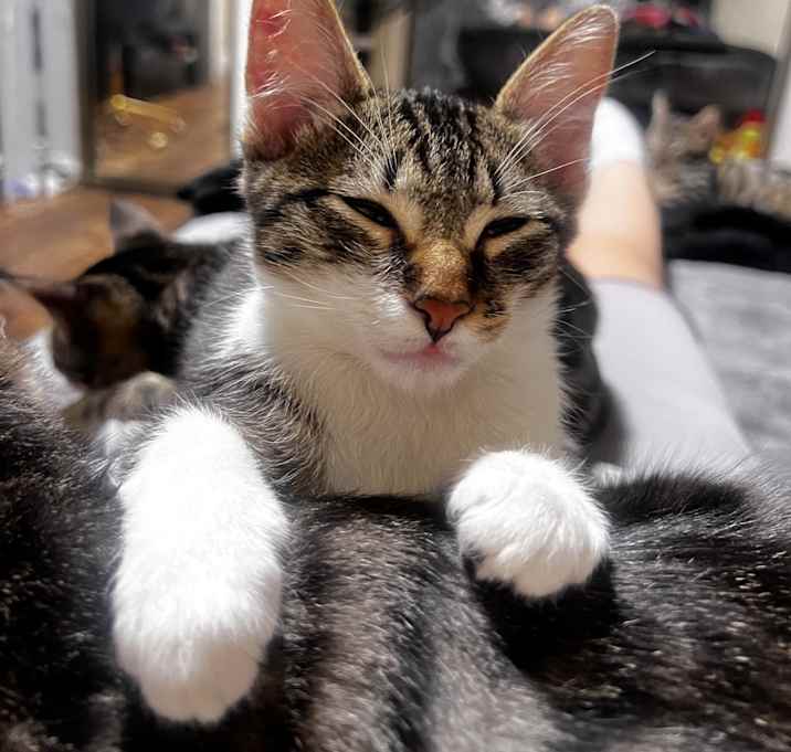 Photo of Luna Jr, Casper, Jr Jr, chuck