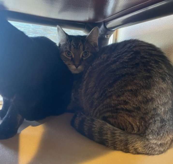 Photo of Snuffleupagus