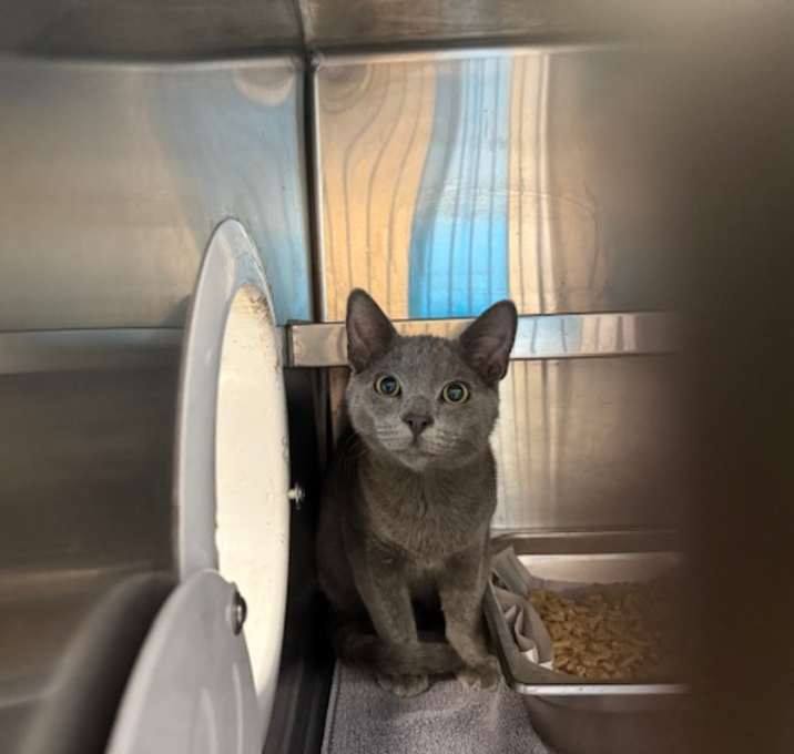 Photo of SURFER DUDE