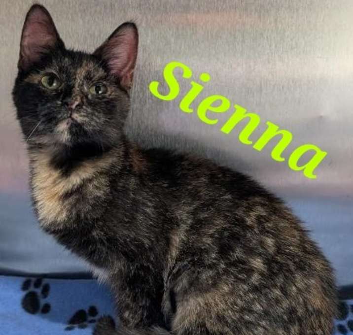 Photo of Sienna