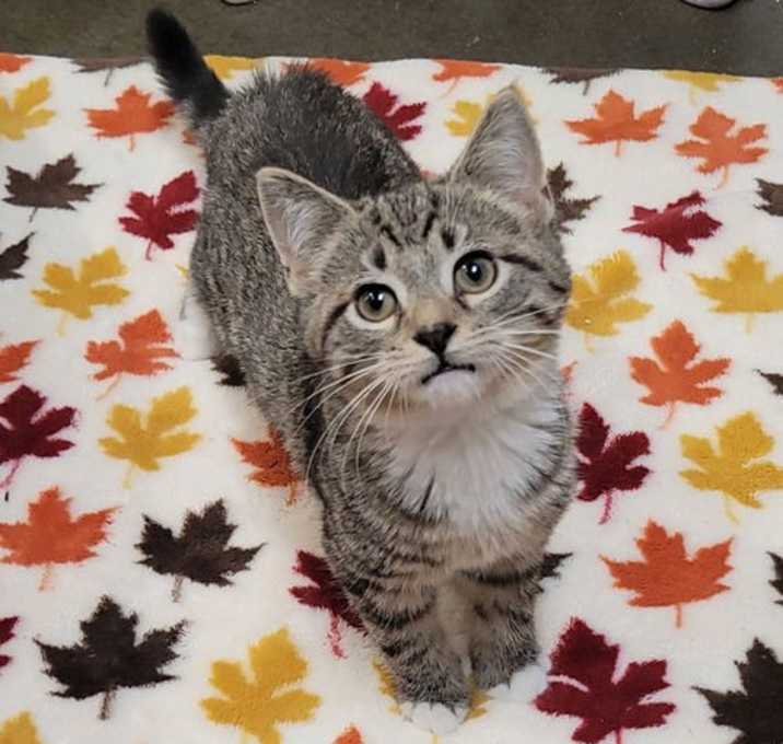 Photo of Laverne&Shirley Litter - SHIRLEY