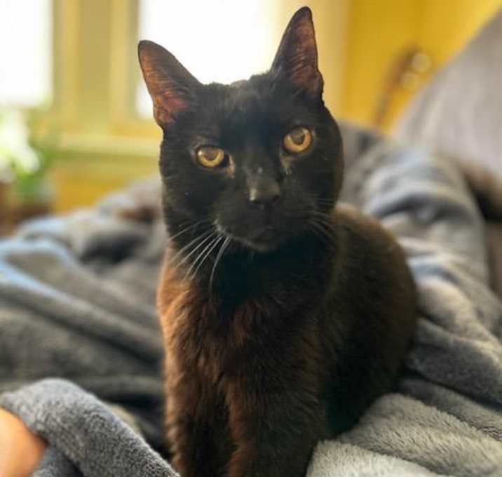 Photo of Binx Siegel